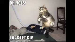 random funny pics of cats