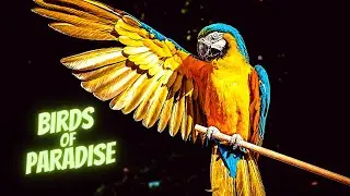 Birds of the Tropics ║ Exotic Paradise in 4K
