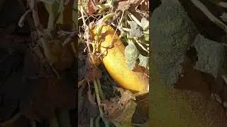 Уборка огорода Кабачки  Сбор шиповника #огород #двор #короткоевидео #shorts #шорт #garden #gardening