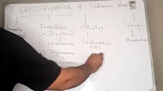 Classification of Protozoan parasite | Bilal Habib