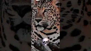 O leopardo 🐆💀 #remix #pumpkin #music #naturezaselvagem