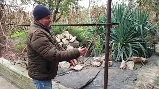 Как заставить куст с низкой урожайностью плодоносить