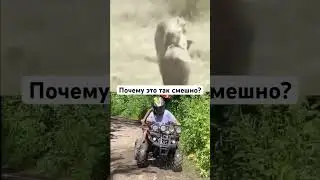 Квадроцикл напоминает кабана 😂 