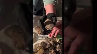 How to make oyster roosters