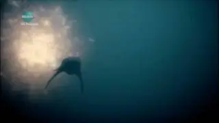 Primeval: A Liopleurodon Tribute