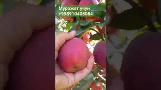 +998910408084 Старф Крепсон Олма кучати бор