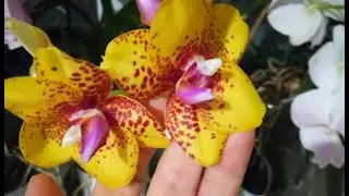 ЧАСТЬ 1.ЦВЕТЕНИЕ МОИХ ОРХИДЕЙ В КОНЦЕ АПРЕЛЯ❣️❤️🧡💛😍👍