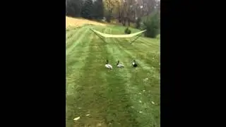 flying from my back yard