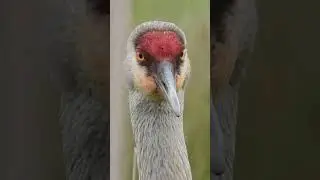 ❤️ bird with a heart in its face ❤️ sandhill crane ❤️