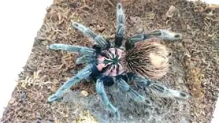 Xenesthis sp.  Blue. Красивый и редкий паук птицеед после линьки 4K 60fps