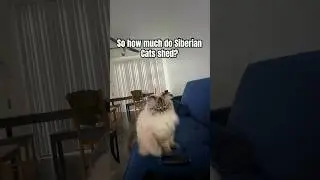 A Siberian Cat is a 2 in 1 type of Cat