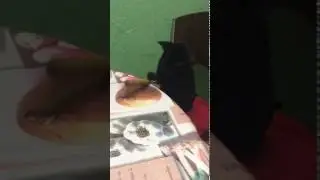 Кот и прибор