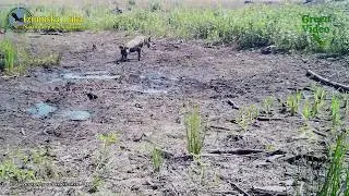 Gray wolf / волк / Canis lupus. Green Video. Encyclopedia of Wildlife Project