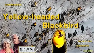 Yellow-headed Blackbirds
