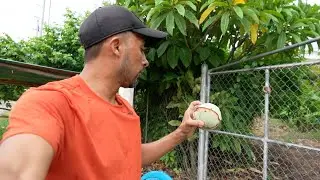 Probando Frutas Y Comidas En las Calles De El Salvador