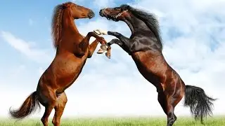 Horses || Full Documentary with subtitles