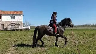 Вторая тренировка на Амиире, пробуем рысь