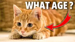 WHAT AGE DO MY CATS CALM DOWN?