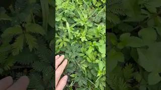 Cây xấu hổ ☺️