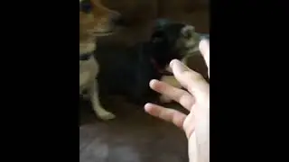 Japanese guy perishing a dog in rage