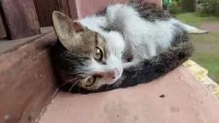 My cute kitten