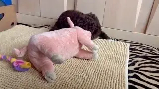 8 weeks old Barbet puppy playing with her new toys