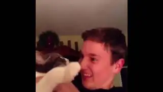 Best 100 Hilarious Animal Compilation