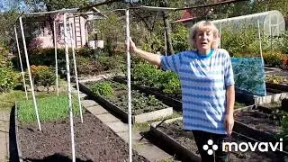 Сеем сидераты. Овес