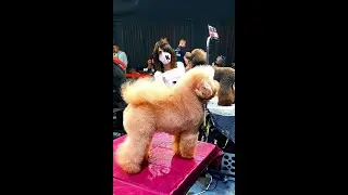 Барселона Груминг Artero Grooming Slam 2021