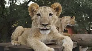 Living With Big Cats 2017