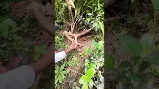 સાબુદાણા નું ઝાડ 😮 