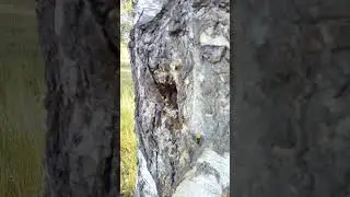 Нашёл гнездо шершней. Еле ушел невредимым.
