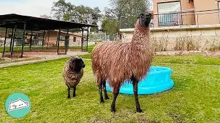 Tiny Sheep Follows Her Llama Friend Around The Farm | Cuddle Buddies