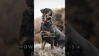 You cannot HIDE from your DOGS! 🐕‍🦺