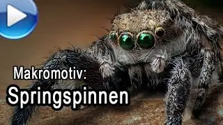Macro subject: jumping spiders – find and photograph them!
