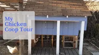 Chicken Coop Tour | Easy to Clean, Low Maintenance