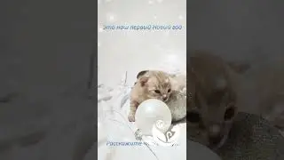 Kitty Land Бенгальские котята Новый год 
