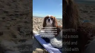 The luckiest girl in the world #cavalierkingcharlesspaniel