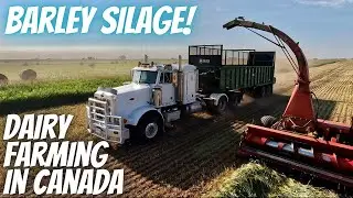 Chopping Our Best Barley Crop In Years!