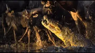 Crocodiles Vs Wildebeest - Slow Mo!