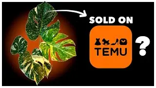 Where ARE the BEST deals on Plants?