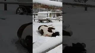 КОНЬ ВАЛЯЕТСЯ В СНЕГУ❄️ Техасу нравится погода#short #shorts #equestrian #shortvideo #ranch