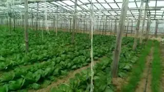Много капусты в теплице  и не только A lot of cabbage in the greenhouse and not only