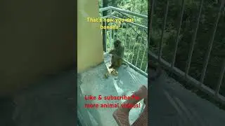 Monkey Eating Banana!