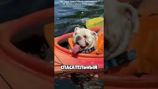Why did the kayak with the dog in it suddenly capsize?! 