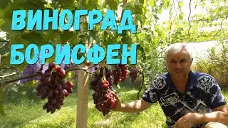 Виноград Борисфен.