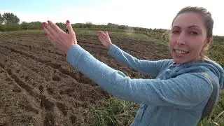 Посадка пионов и ирисов осенью / Сад Ворошиловой