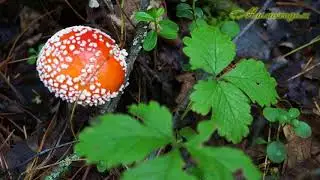 РАДУЖНЫЙ...  В ИСТОРИИ...   