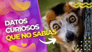 Datos curiosos e interesantes que no sabías