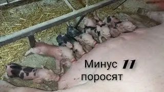 Сутки после опороса//что происходило и что сделал??